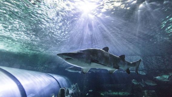 雪梨水族館+博物館+費爾非爾德市農場+馬丁廣場+港灣大橋※