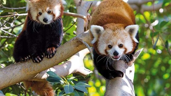Loro Parque: Entry Ticket + Transport