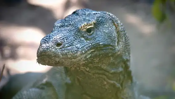 科莫多快艇普通話小團一日遊:帕達爾+粉紅沙灘+科莫多島+海龜島