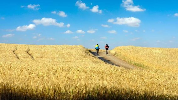 シエナ発：キャンティ電動自転車ツアー