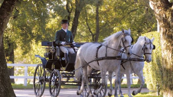 From Ljubljana: Lipica Stud Farm and Piran Full-Day Tour