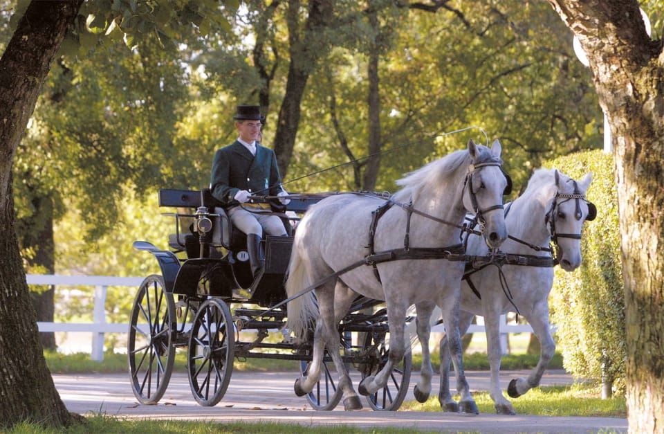 From Ljubljana: Lipica Stud Farm and Piran Full-Day Tour