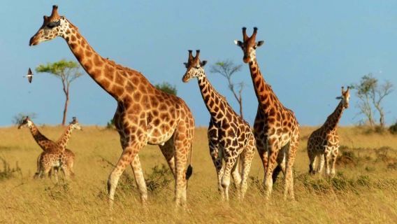 Desde Kigali: Safari de 1 día en el Parque Nacional Akagera