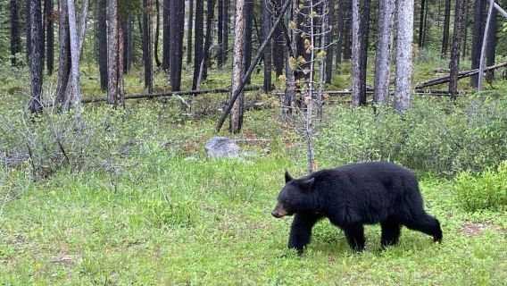 Explora Banff: Excursión de un día al lago Louise y al lago Moraine con transporte