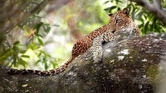 From Kandy: Wilpattu National Park Safari with Hotel Pickup