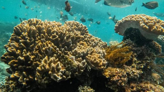 Nusa Penida: Snorkeling 3 Spot dengan GoPro & West Land Tour