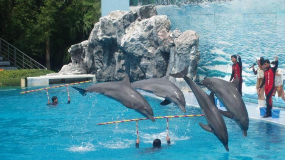 Bangkok Safari World + Marine Park + Navy Shooting Range + Seagull Pier 1-day tour