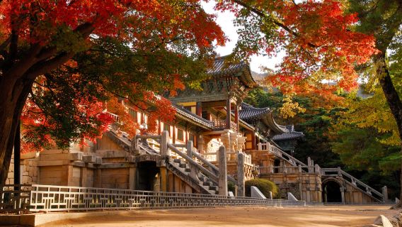 Gyeongju Fall Foliage Viewing|Hwangnidan-gil X Bulguksa Temple *Depart from Busan*