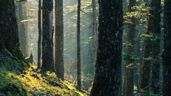 麗江玉龍雪山雲杉坪+印象麗江+藍月谷一日遊/日照金山