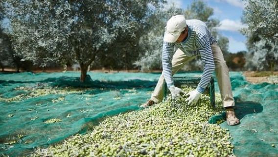 Olive Oil Experience