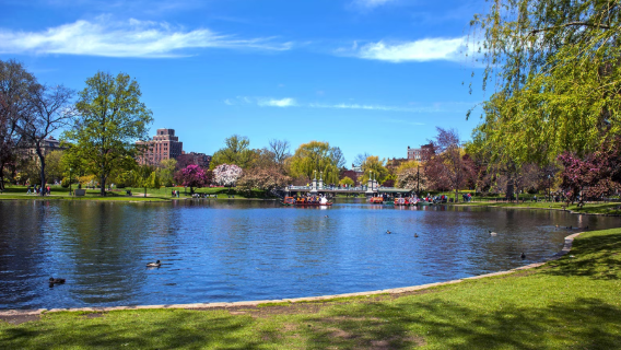 美國波士頓|波士頓公共花園+自由之路+麻省理工學院+哈佛大學
