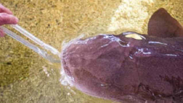 Acquario di St. Augustine: Biglietto d'Ingresso