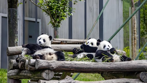 Chengdu Panda Base English-language half-day group tour: Experience the adorable and ever-changing charm of the panda family.