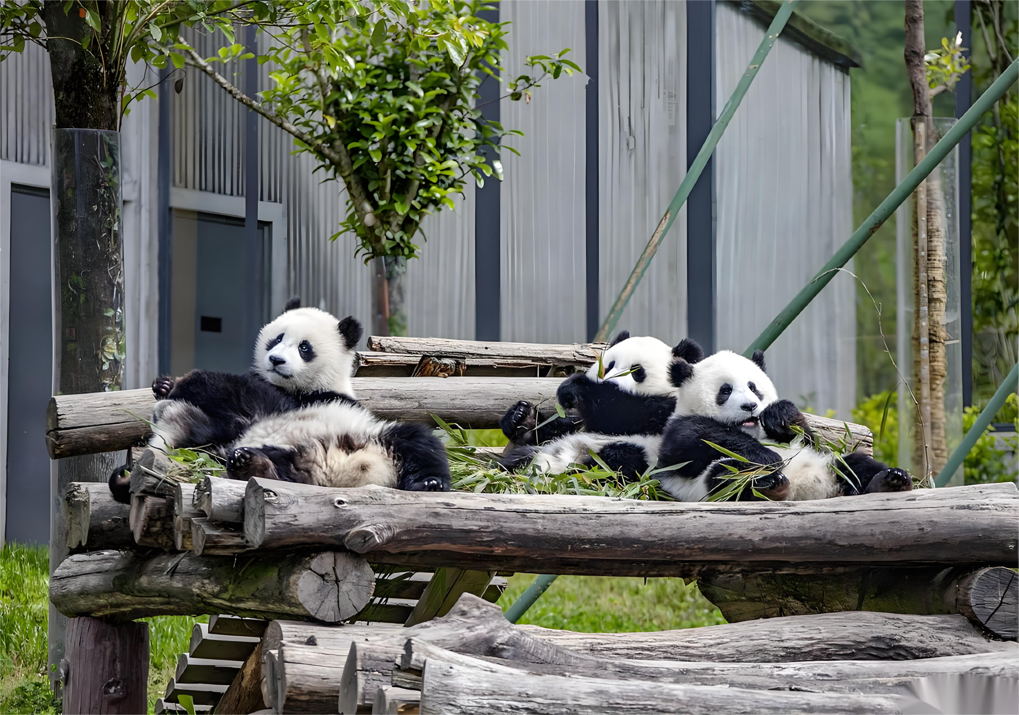 Chengdu Panda Base English-language half-day group tour: Experience the adorable and ever-changing charm of the panda family.