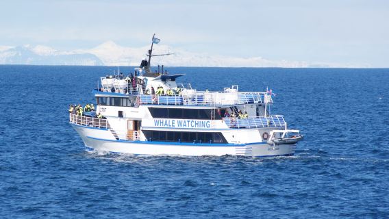 ทัวร์ดูวาฬในไอซ์แลนด์แบบเดียวกับฮัวเส่า & หากไม่เห็นสามารถดูใหม่ได้|ออดิโอไกด์ภาษาจีน / มีบริการรับส่งในเมืองให้เลือก