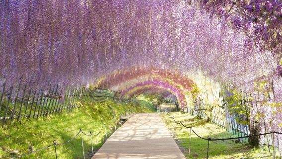 YokaBus Hanoi Taman Wisteria & Petik Stroberi Sepuasnya [Berangkat dari Fukuoka]