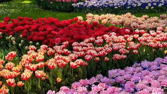 馬爾肯+羊角村+梵高博物館。