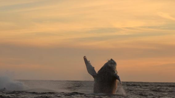 Los Cabos: Safari de avistamiento de ballenas y tiempo libre en Playa del Amor