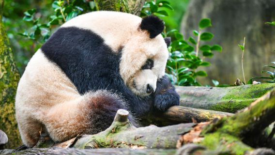 Dujiangyan + Panda Valley + Zhongshuge + Yangtianwo Square Private Guided One-Day Tour