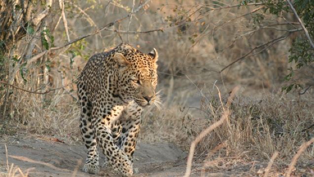 ウダイプールからジャワイ・ヒョウ・サファリガイドツアー