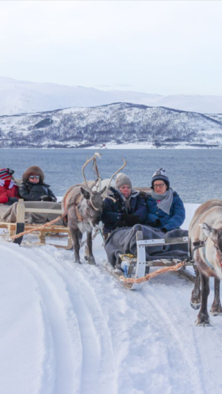 Reindeer sledding in Tromso [multiple packages|possible northern lights sighting]