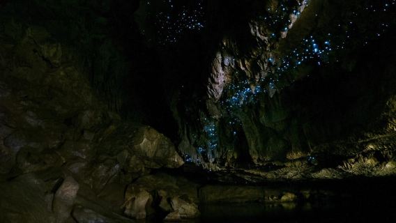 From Paihia: Kawiti Glowworm Caves Guided Tour