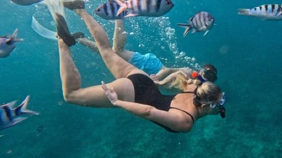 Dolphins Watching with Hotel Pick Up (Mauritius)