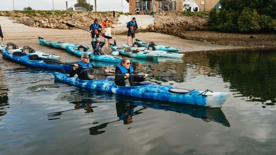 Adelaide: Dolphin Sanctuary Eco Kayaking Tour