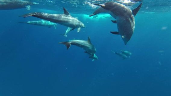 Zanzibar: Pungume island-dolphin watching - BBQ Lunch