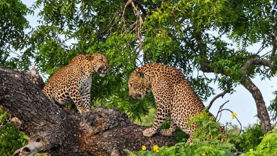 Safári de dia inteiro - Parque Nacional de Yala - 04h30 às 18h00 com - Janaka safari