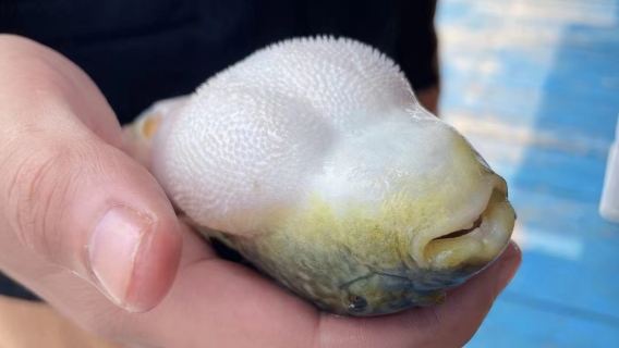 福建漳州東山島漁民體驗/出海捕魚/收蟹籠/包船海釣/ 夜釣小管(深度出海體驗更有海上魚排海鮮烤肉BBQ)