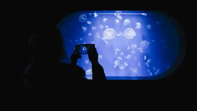 Oceanogràfic de Valencia: Entry Ticket