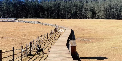 玉龍雪山一日遊-雲杉坪(小型)纜車+藍月谷