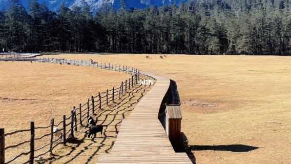 Yulong (Jade Dragon) Snow Mountain Day Tour-Spruce Meadow(Small) Ropeway+ Blue Moon Valley