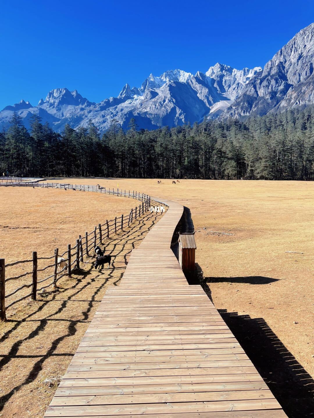 Yulong (Jade Dragon) Snow Mountain Day Tour-Spruce Meadow(Small) Ropeway+ Blue Moon Valley