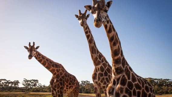 華勒比公園+華勒比野生動物園+樂高探索中心+雅拉河+觀景台