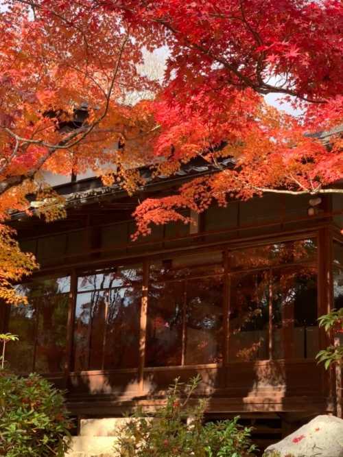 日本京都來回奈良.奈良公園.若草山-春日大社-紅葉巡禮紅葉季