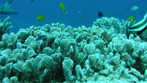 沖縄・グラスアンダーウォーターボートツアー（ランチビュッフェ｜海鮮丼食べ放題）