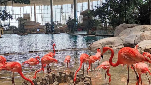 Bermula dari Dubai: Masjid Sheikh Zayed + Dunia Laut Abu Dhabi (termasuk perkhidmatan pengangkutan)