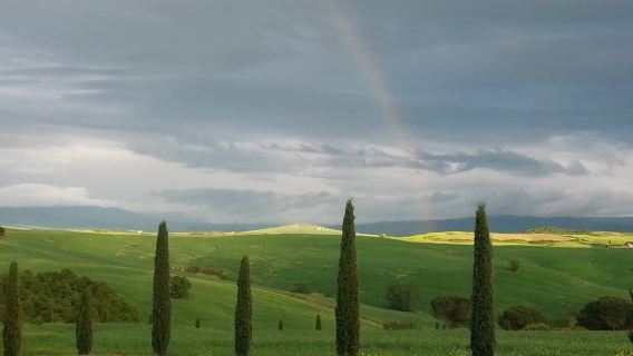 Passeggiando nell'uliveto: come nasce l'olio extrav d'oliva?