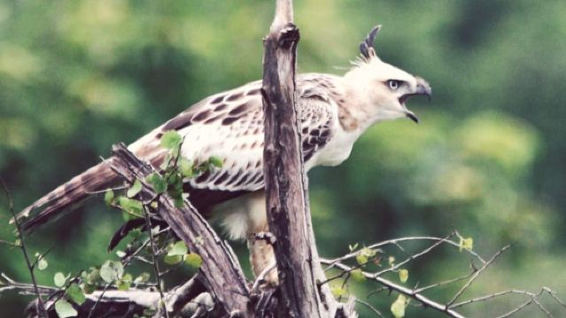 อุทยานแห่งชาติอุดาวาลาเว: ตั๋วเข้าชมพร้อมรถจี๊ป