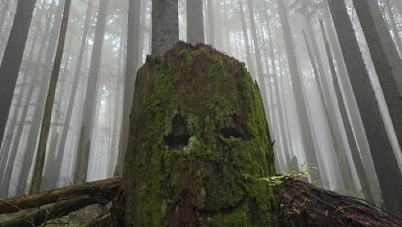 North Vancouver: passeggiata guidata con terapia forestale e bagno nella foresta