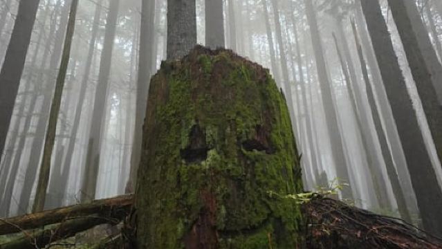 Noord-Vancouver: Begeleide Bosbaden en Therapeutische Boswandeling