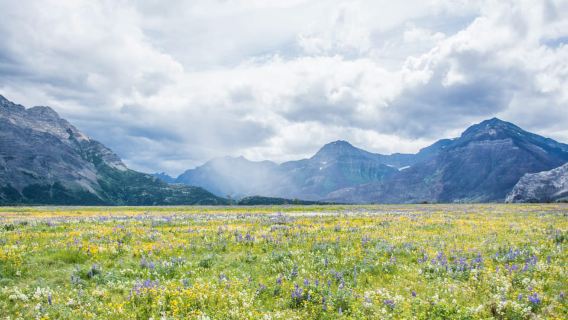 Waterton-Nationalpark: Tagestour zu Seen und Bergen