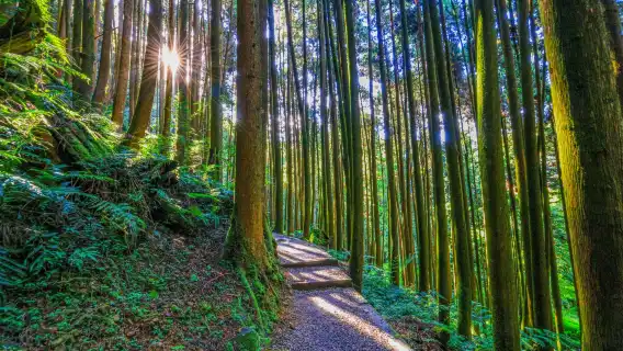 Shanlinxi Forest Recreation Area + Wangyou Forest 1-day tour | Join-in tour buy 1 get 1 free offer