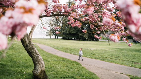 西雅圖賞花！派克市場+華盛頓大學+蘇厄德公園+林地公園玫瑰園