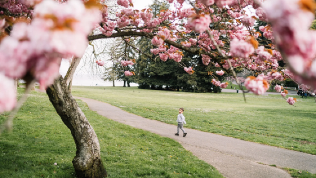 西雅圖賞花!派克市場+華盛頓大學+蘇厄德公園+林地公園玫瑰園