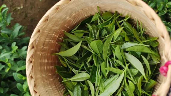 Tour privato a Hangzhou tra natura e cultura del tè (Lago Ovest, pagoda, preparazione del tè, escursioni e altro)