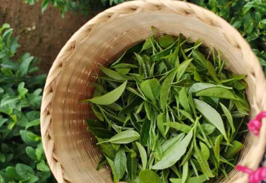 Hangzhou Nature and Tea Culture Private Tour (West Lake, Pagoda, Tea Making, Hiking &more)