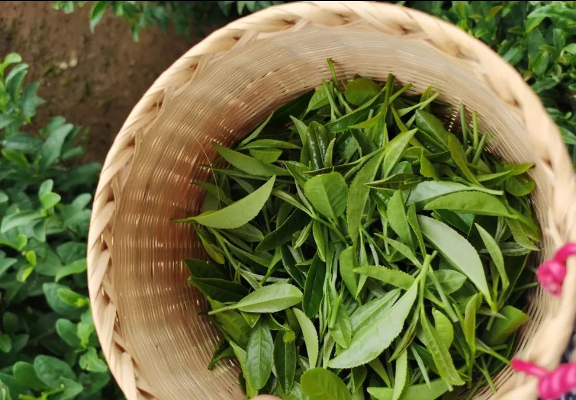 Hangzhou Natur- und Teekultur Privatgruppe (Westsee, Pagode, Teeherstellung, Wandern & mehr)